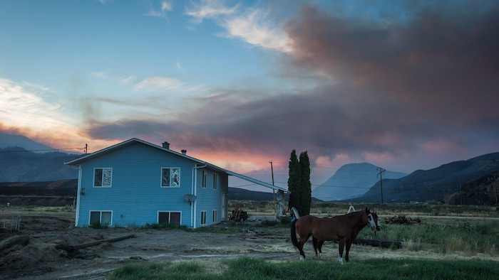 Des chevaux proche d'une résidence et un feu de forêt en arrière-plan.