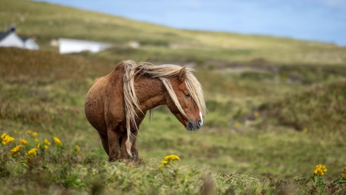 Un cheval brun à la crinière blonde sur l'île de sable.