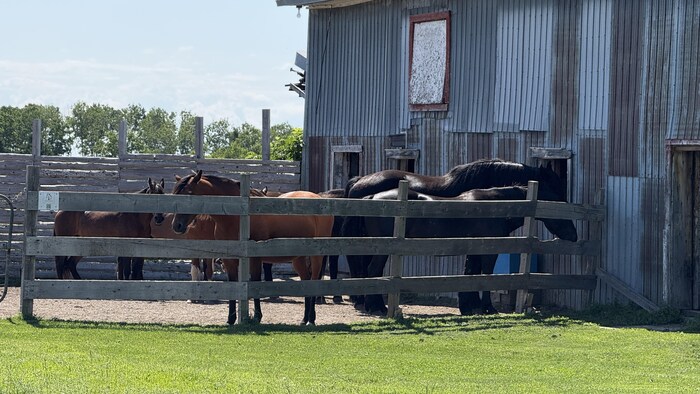 Plusieurs chevaux dans un enclos.