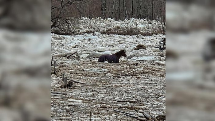 Un cheval dans une rivière gelée