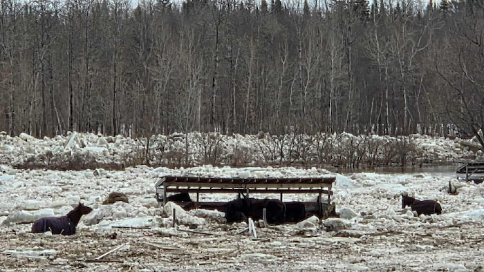 Des chevaux dans une rivière gelée