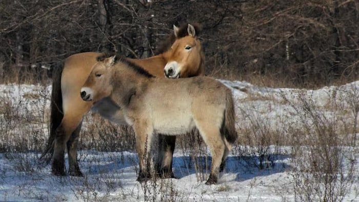 Des chevaux de Przewalski en hiver.