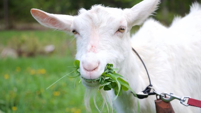 Une chèvre broute de l'herbe.