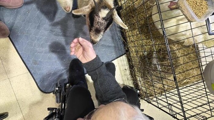 Un homme nourrit une chèvre.