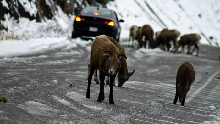 Un troupeau de chèvre des montagnes sur une route enneigée. Une voiture tente de les contourner.