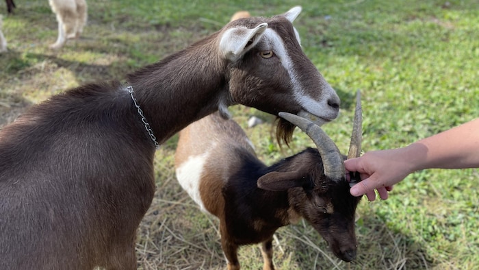 Des chèvres dans leur environnement à Sckopke Farms.