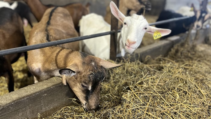 Goats eat hay.