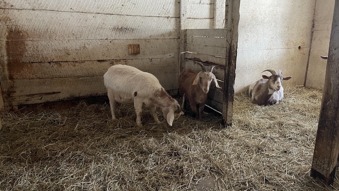 Des chèvres dans l'étable.