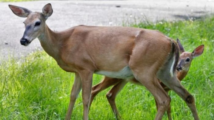 Une biche tue un chien et blesse une femme à West Kelowna | Radio-Canada