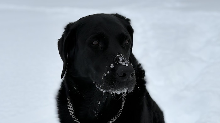 Un chien noir de grande taille est face à la caméra. 