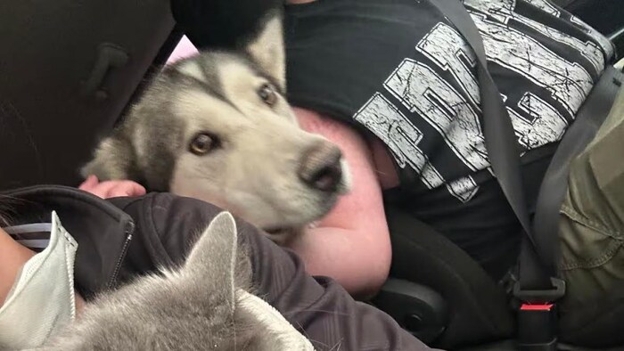 Un chien et un chat dans les bras de deux personnes.