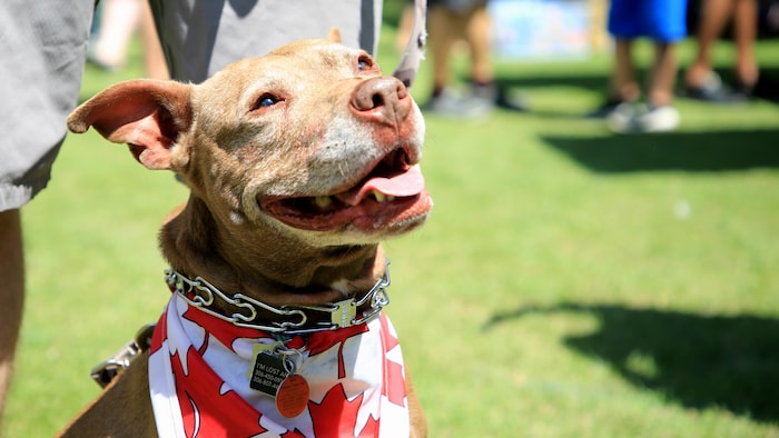 Un chien avec un drapeau du Canada autour du collet.