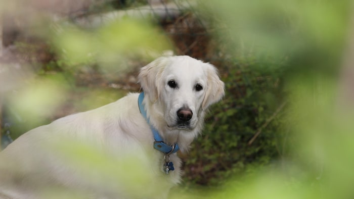 Un golden retriever dans un bois.
