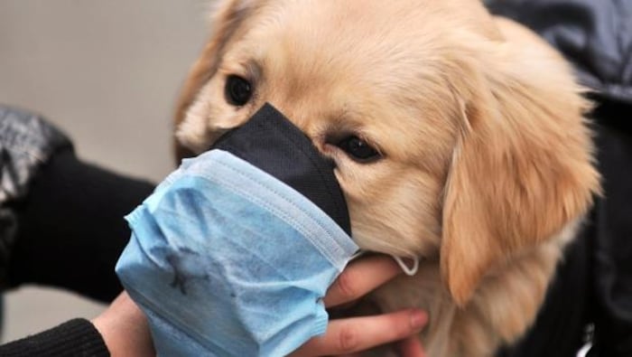 AREG animalcare - Extrait du guide de la réactivité canine P10 Le  harnachement d'un chien réactif est TRES important. Déjà car il est une  nuisance potentielle pour les autres (si agressivité) et