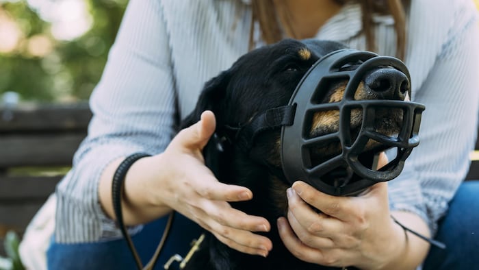 Une femme met une muselière à un chien.