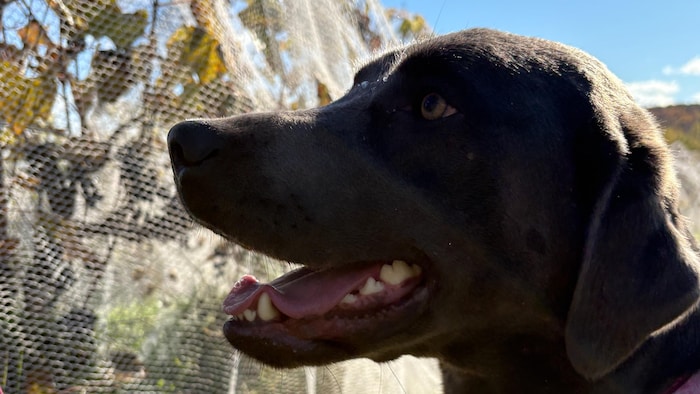 Portrait de Pinot, la chienne du vignoble.