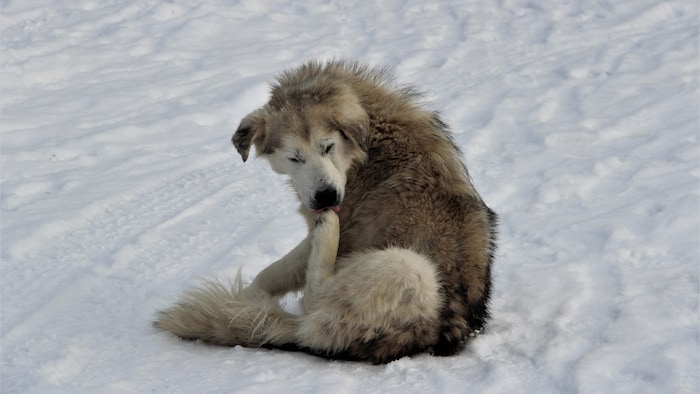 Un chien assis dans la neige lèche sa patte.