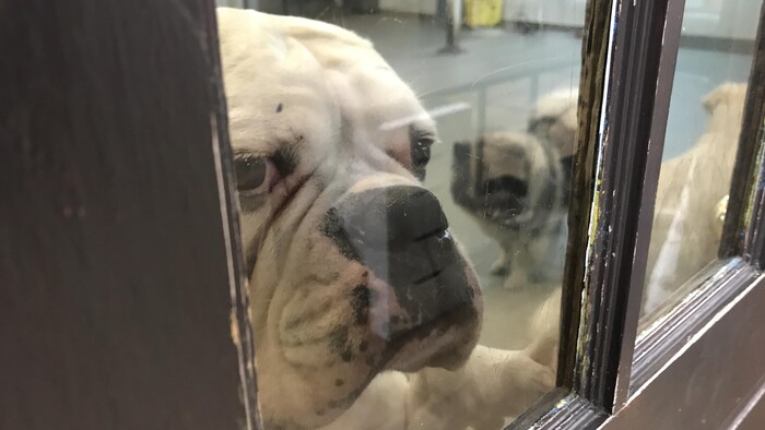 Un chien regarde mélancoliquement à travers une fenêtre dans un chenil