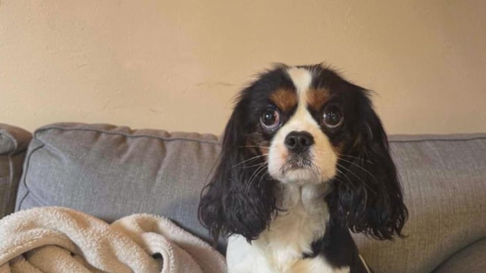 Un chien cavalier King Charles.