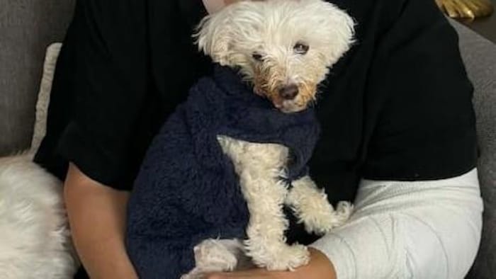 Un chien dans les bras d'une dame. 