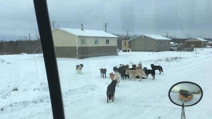 Une meute de chiens errants dans une réserve autochtone au Manitoba.