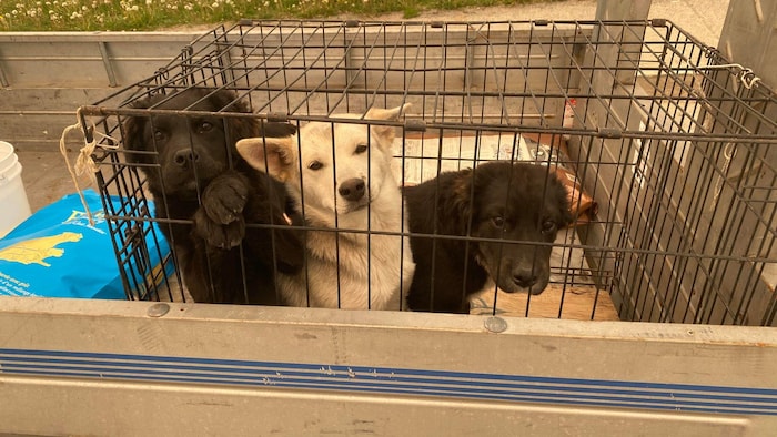 Trois chiens sauvés dans une cage à l'arrière d'une remorque.