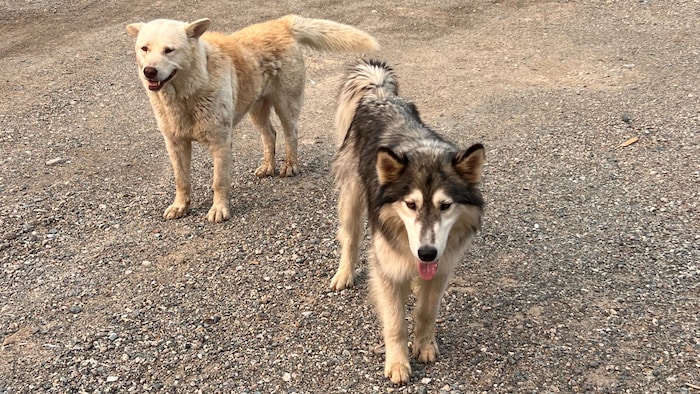 Deux chiens sans laisse près d'un parc.