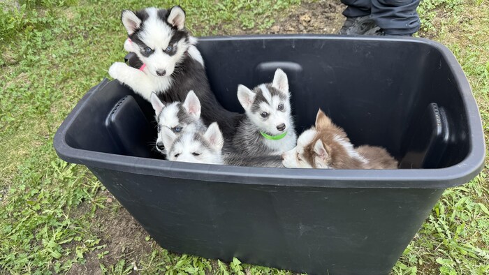 5 chiots dans un bac.