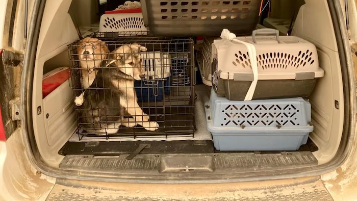 Deux chiens dans le coffre d'une camionnette.