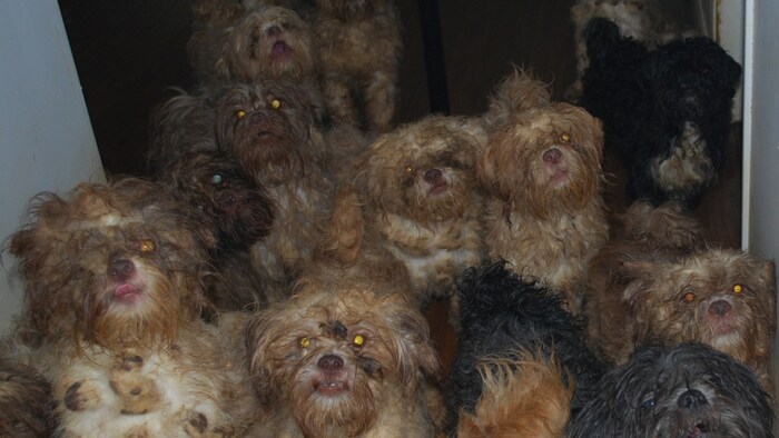 Une douzaine de chiens sales.