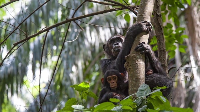 Une femelle chimpanzé et son bébé se tiennent sur une branche d'arbre.