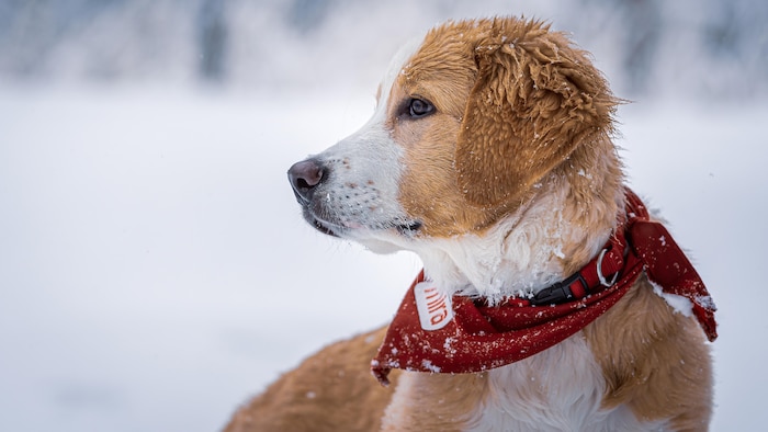 Un chien beige et blanc pose de profil. Il porte un foulard rouge de la Fondation Mira. 