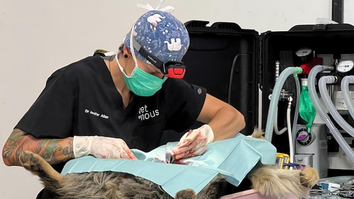 Un vétérinaire en pleine opération sur un chien.
