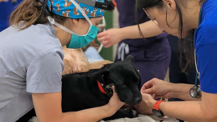 Un chiot reçoit des soins.