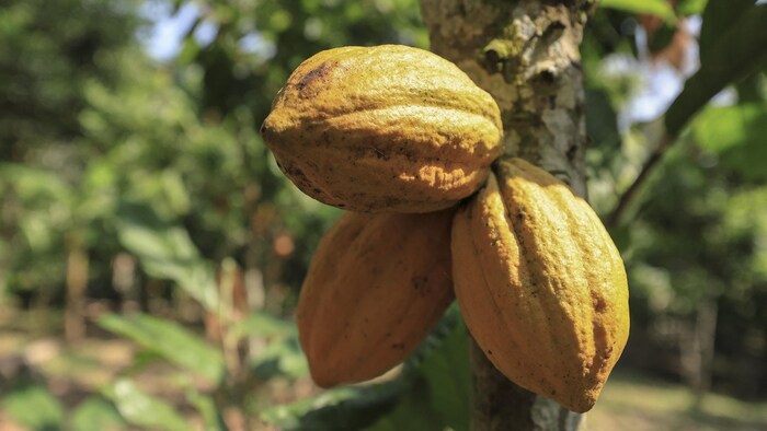 Du cacao.