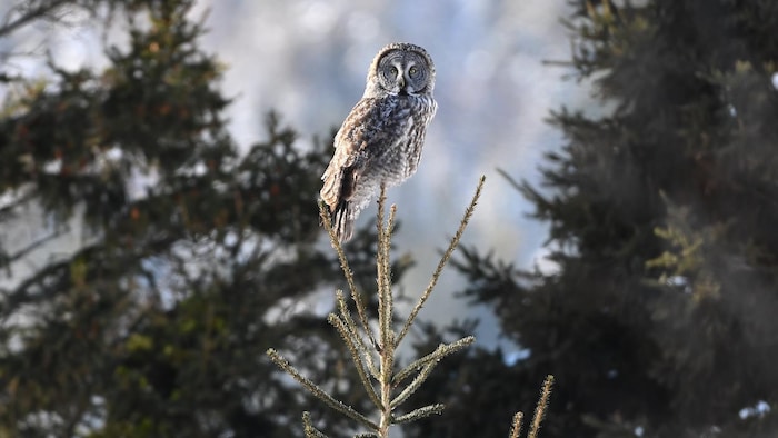 Une chouette lapone au sommet d'une épinette.