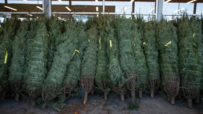 Christmas trees for sale at a Save-On-Foods grocery store in Surrey last Thursday. A dwindling number of growers and a severe shortage of trees — driven in part by climate change — means higher prices for the stock that is available. (Ben Nelms/CBC)