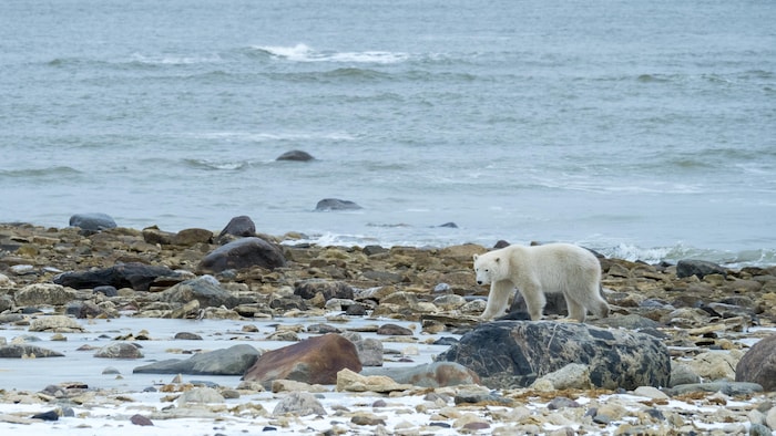 Un ours polaire marche le long du rivage.