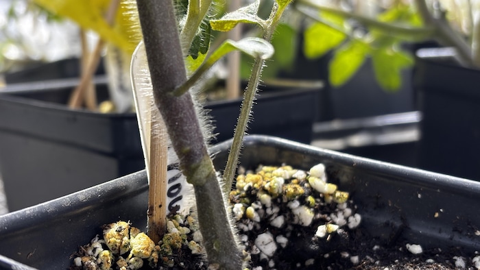 Une cicatrice sur un plant de tomates greffé.