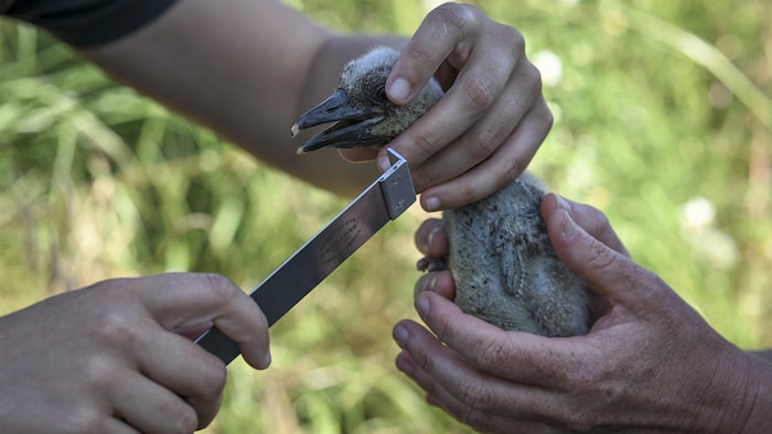 Deux biologistes tiennent un bébé cigogne dans leurs mains. 