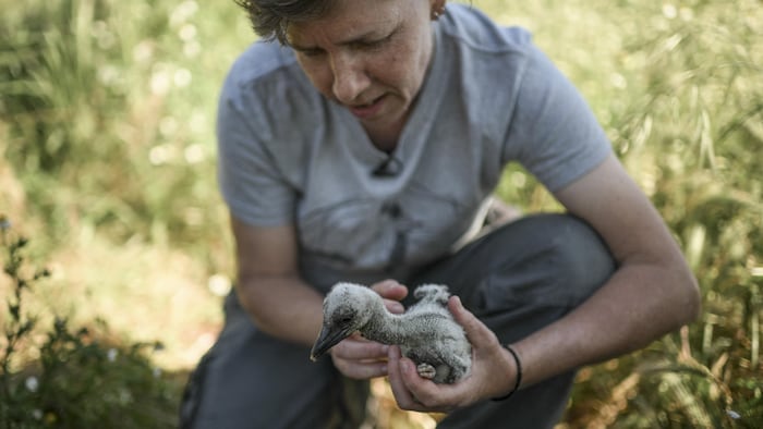 Une chercheuse tient un bébé cigogne pour l'observer, le peser et le mesurer.
