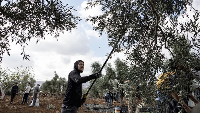 Un Palestinien utilise un outil de récolte pour cueillir des olives, le 17 octobre 2026, à Abu Falah, en Cisjordanie. 