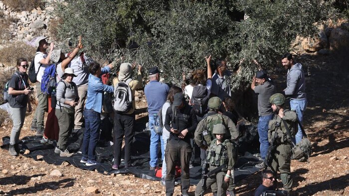 Des soldats israéliens surveillent des agriculteurs palestiniens en train de cueillir des olives dans leur champ dans le village de Burqa, à l'est de Ramallah, en Cisjordanie occupée par Israël, le 20 octobre 2024.