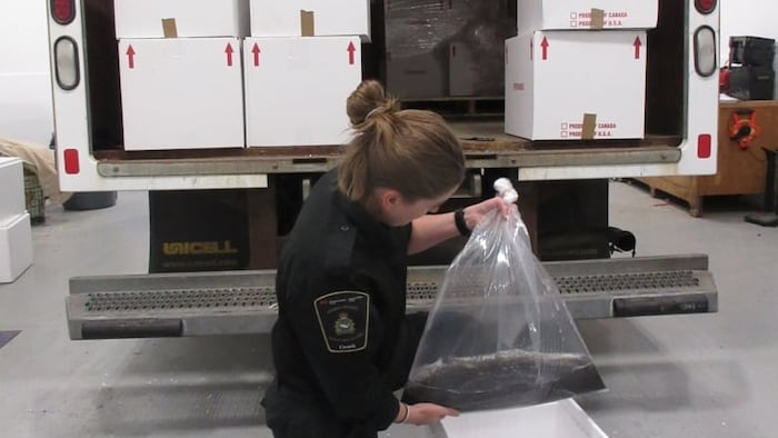 Une agente de Pêches et Océans tient un grand sac en plastique transparent dans lequel on voit des très nombreuses civelles dans de l'eau. 
