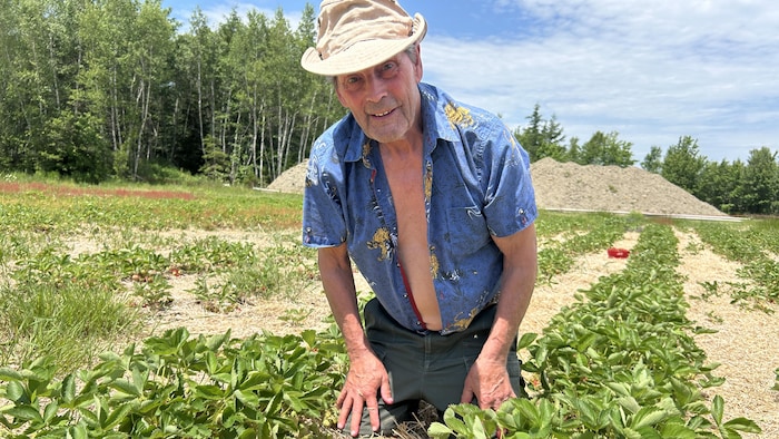 Un homme cueille des fraises cultivées.