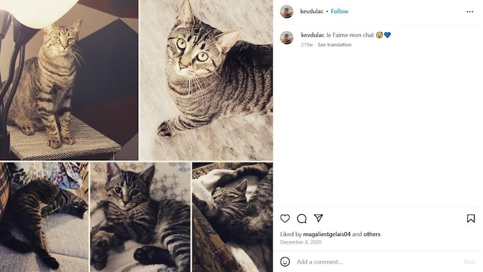 Un photomontage du chat de Kévin Mercier sur son compte Instagram.