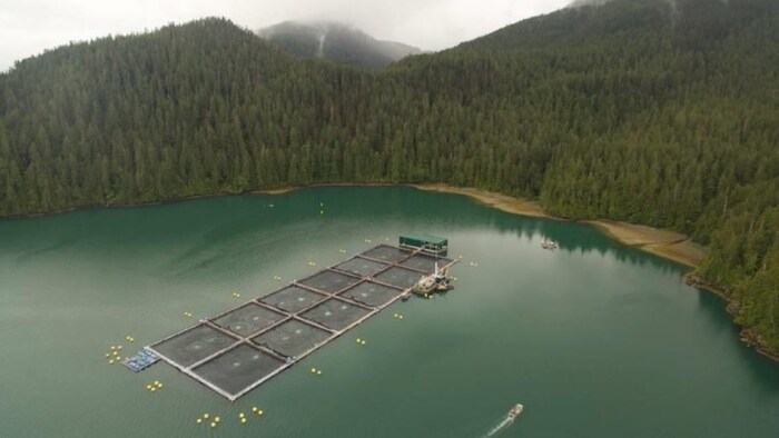 Vue aérienne d'une ferme d'élevage de saumons dans une baie entourée d'une forêt de pins.