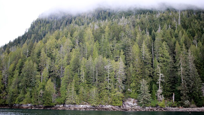 La région de Clayoquot Sound, sur l'eau avec vue sur les forêts, le 1er avril 2024.