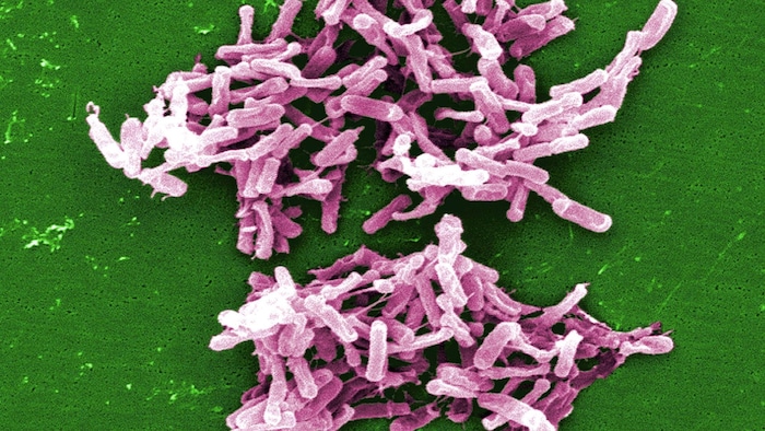 Une micrographie d'une bactérie
