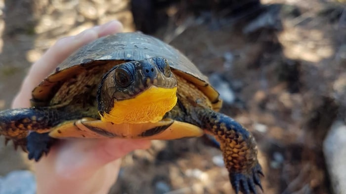 Tortues : tout ce que l'on sait à l'instant — image 5